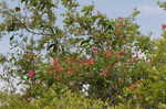 Trumpet honeysuckle